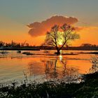 Goldener Rhein mit Hochwasser