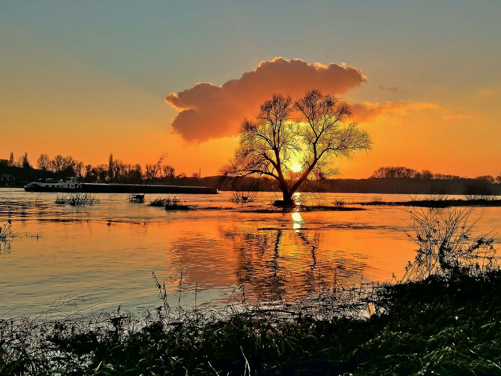 Goldener Rhein mit Hochwasser