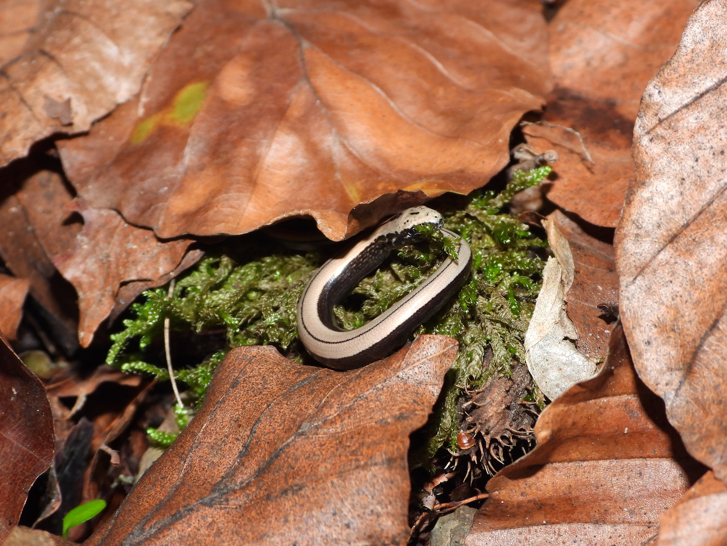 Goldener Ring 