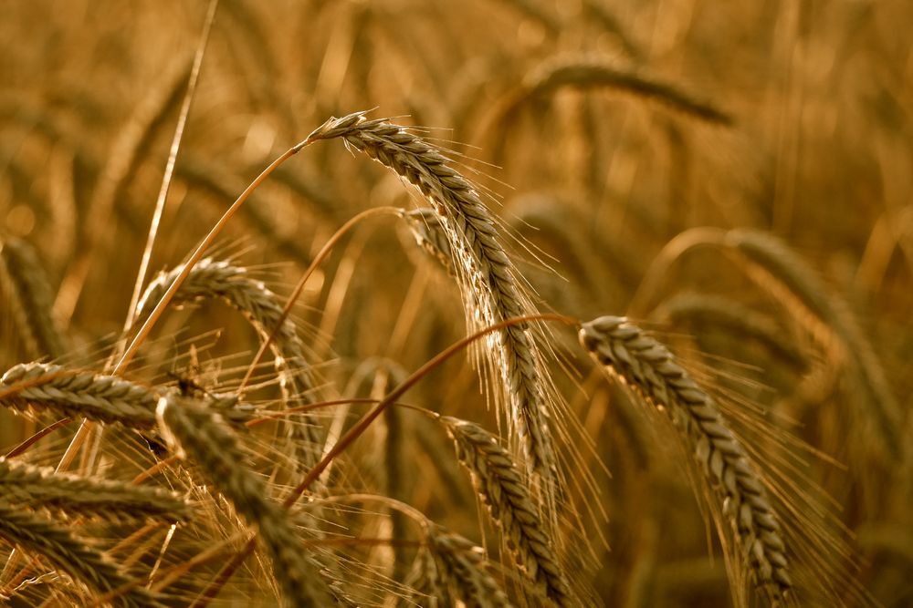 Goldener Roggen Foto & Bild pflanzen, pilze & flechten, getreide und