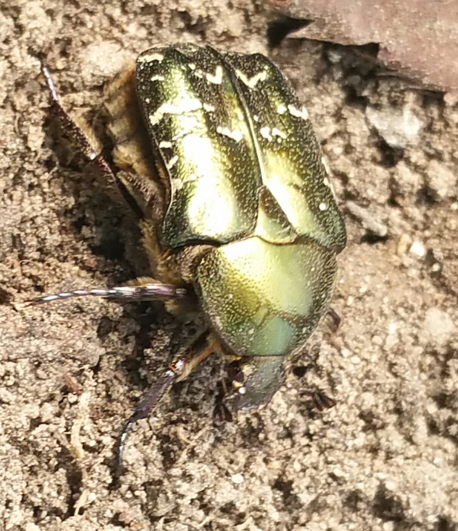 Goldener Rosenkäfer