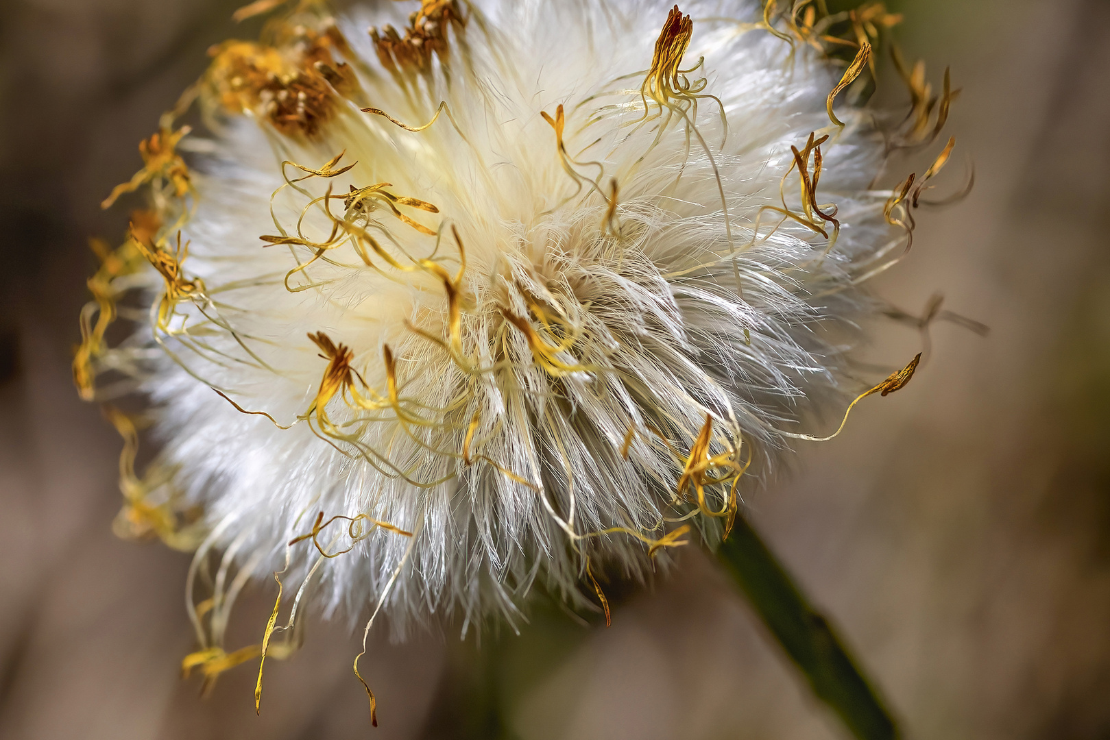 ~ GOLDENER SAMEN ~