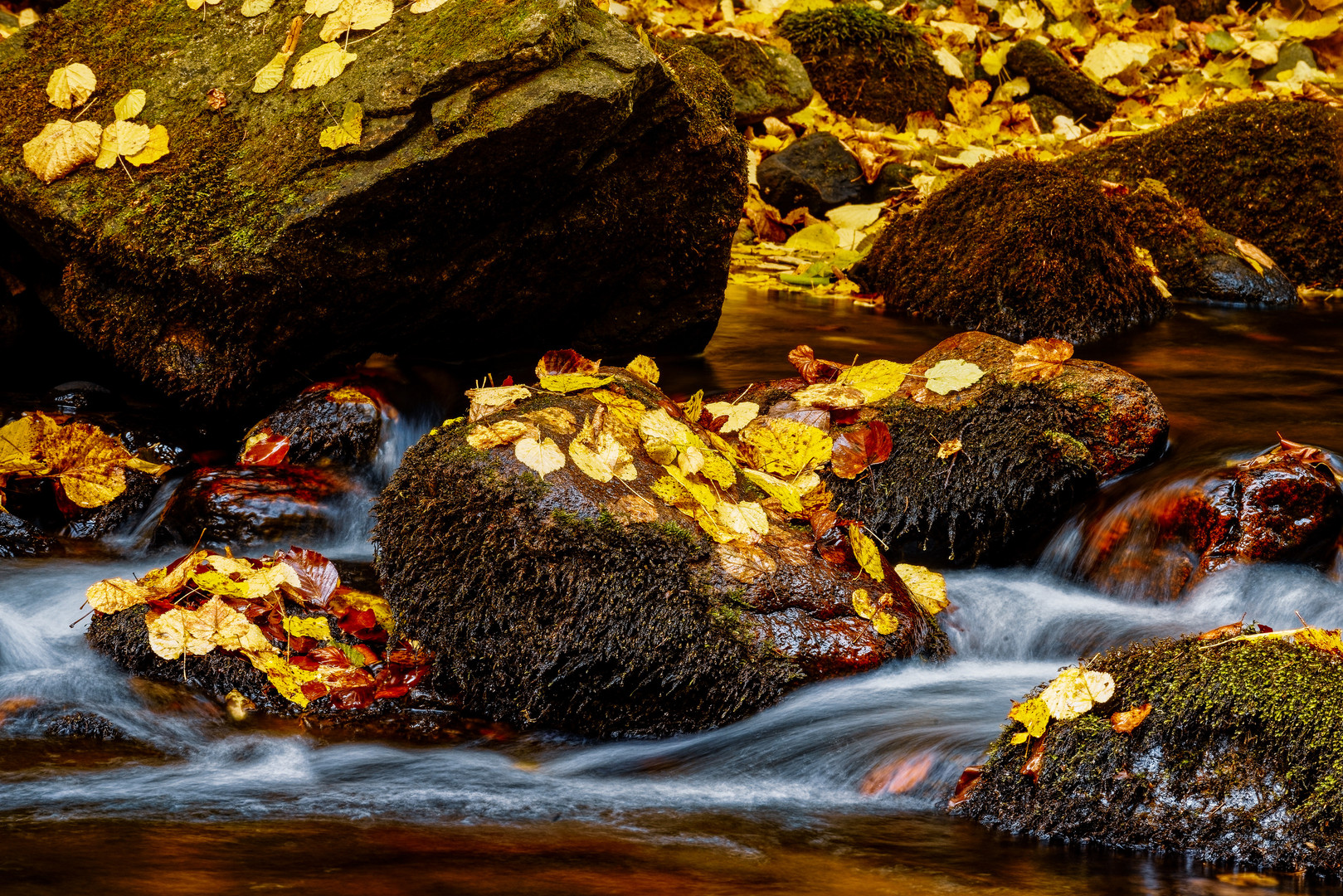 Goldener Schatz des Herbstes