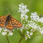 Goldener Scheckenfalter