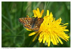 Goldener-Scheckenfalter