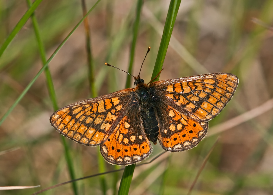 Goldener Scheckenfalter