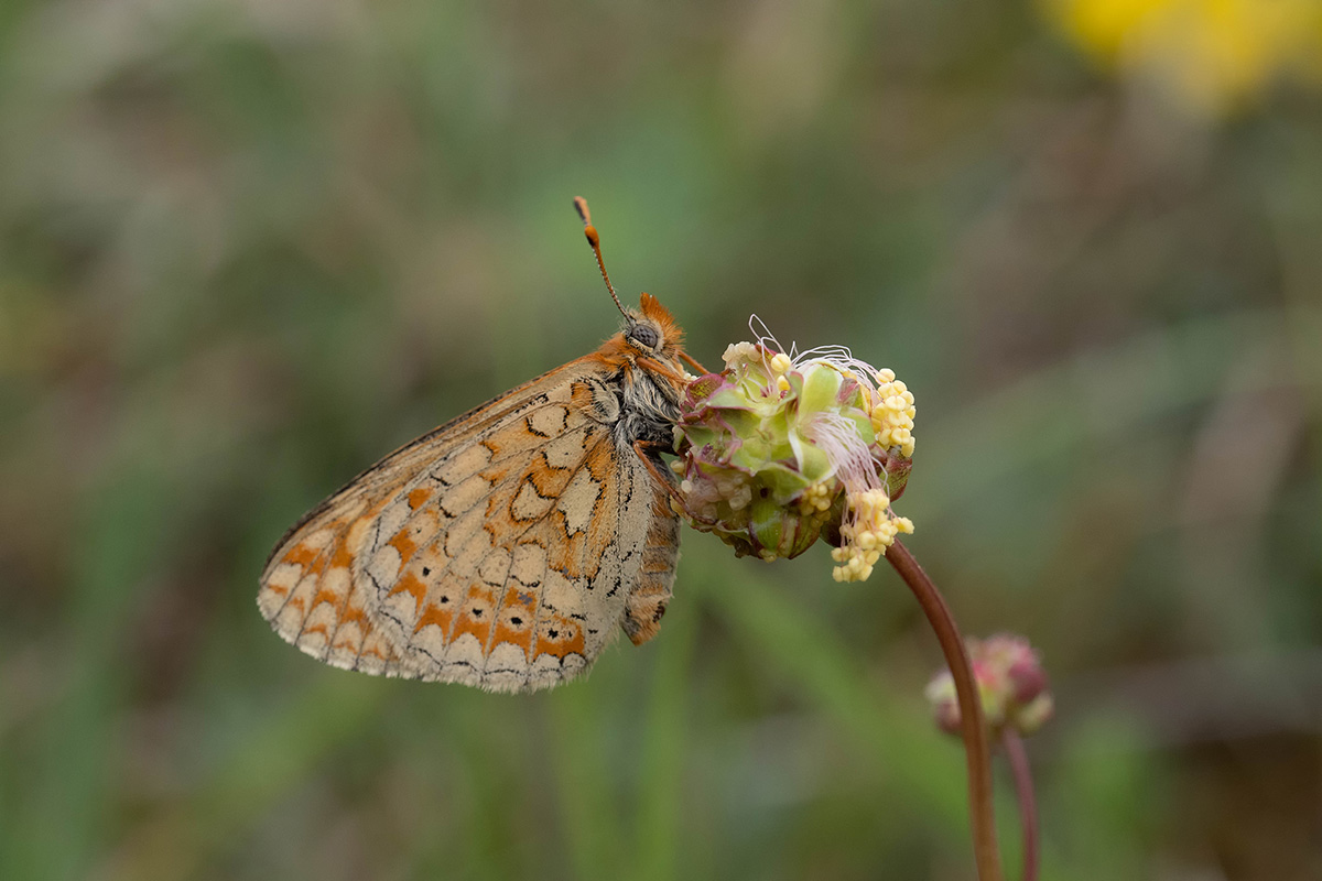 Goldener Scheckenfalter