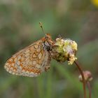 Goldener Scheckenfalter