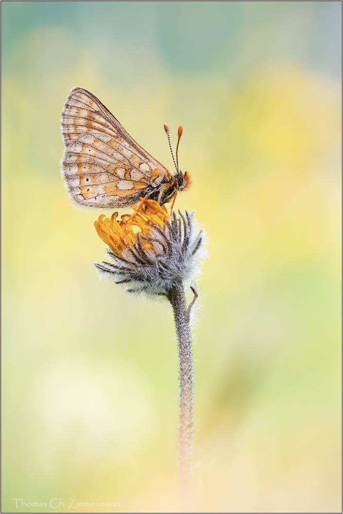 Goldener Scheckenfalter