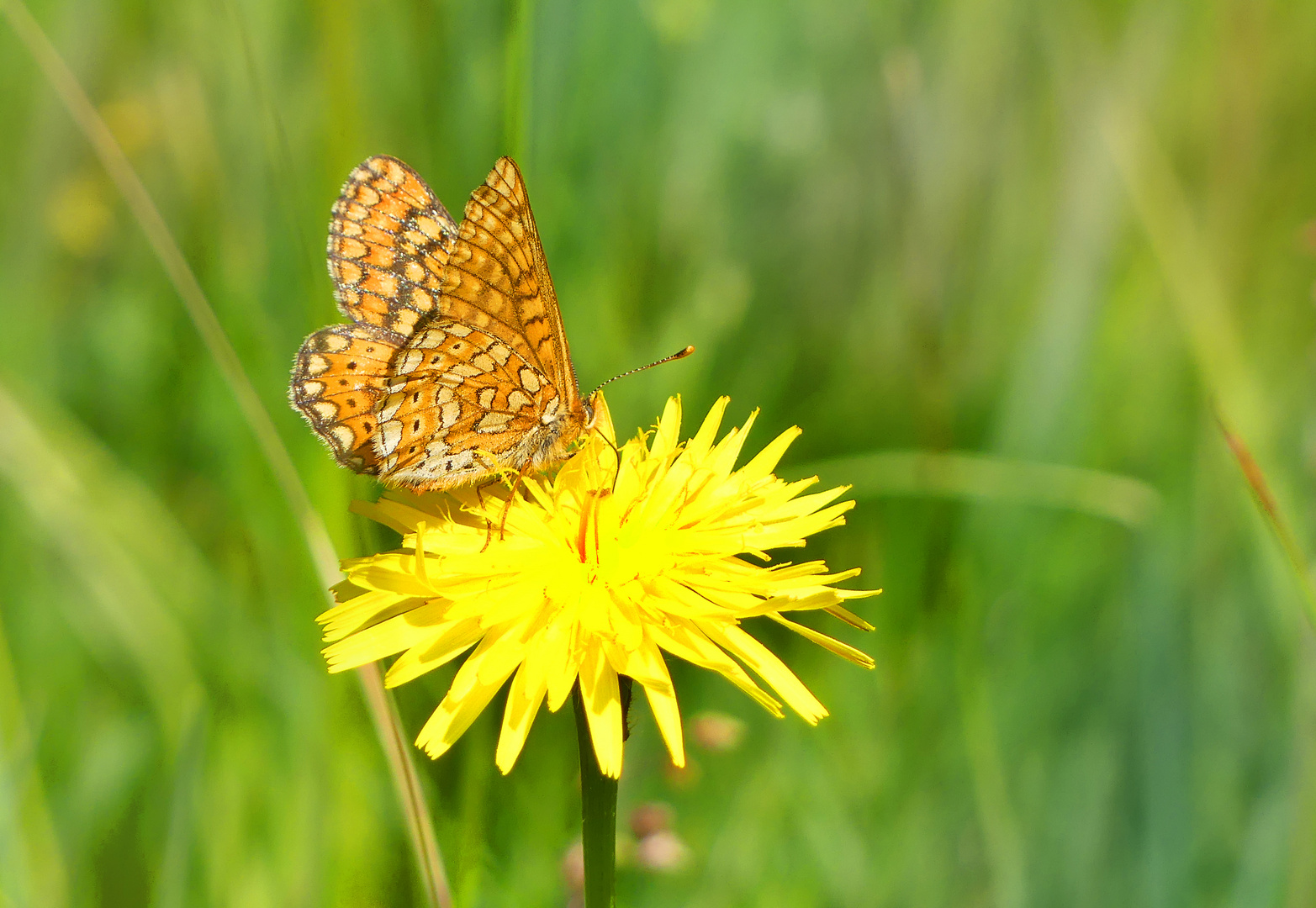 Goldener Scheckenfalter 