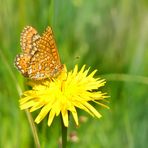 Goldener Scheckenfalter 