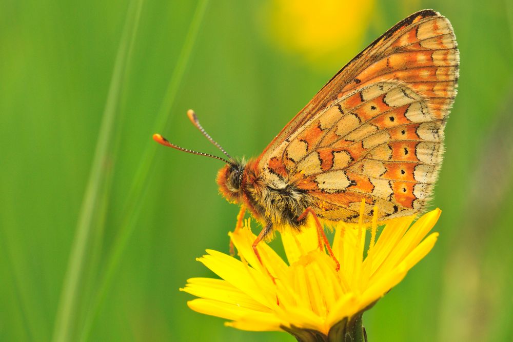 Goldener Scheckenfalter