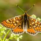 Goldener Scheckenfalter (Euphydrias aurinia)