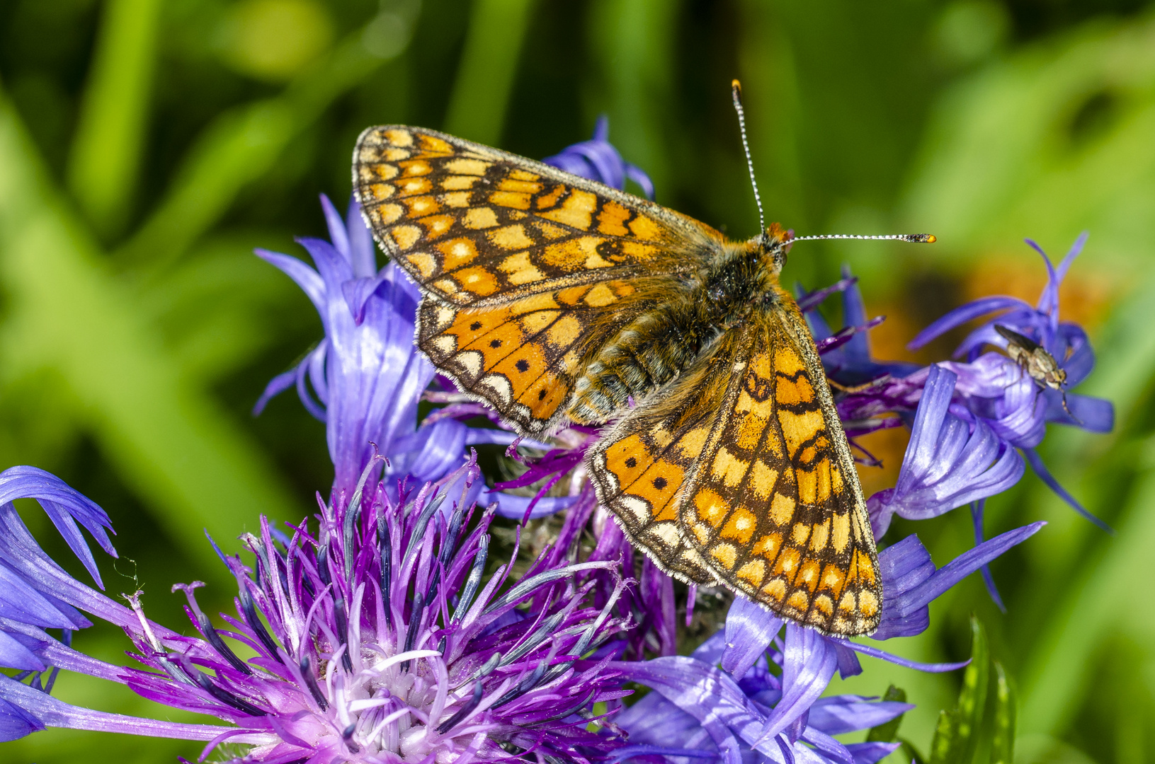 Goldener Scheckenfalter (Euphydrias aurinia)