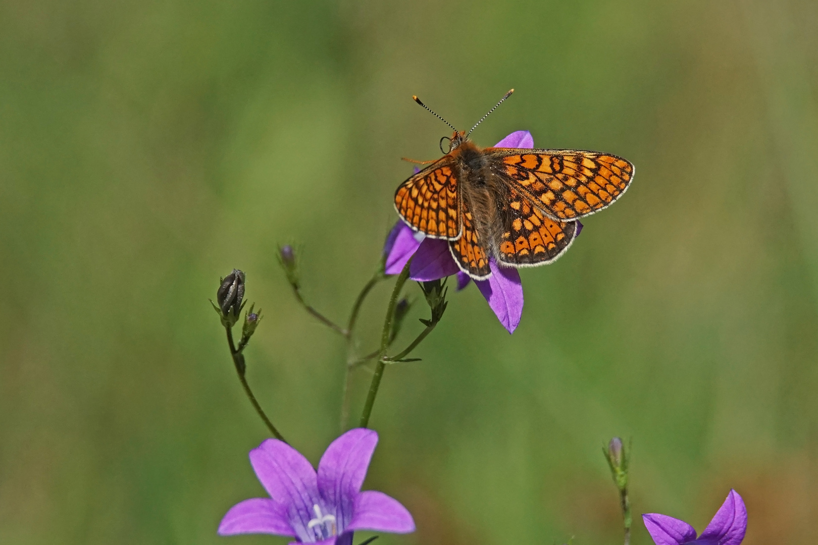 Goldener Scheckenfalter (Euphydryas aurinia)