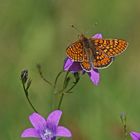 Goldener Scheckenfalter (Euphydryas aurinia)