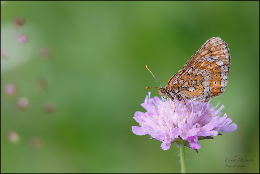 goldener scheckenfalter ( Euphydryas aurinia ) 02/14