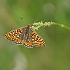 Goldener Scheckenfalter (Euphydryas aurinia)