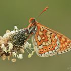 Goldener Scheckenfalter (Euphydryas aurinia)