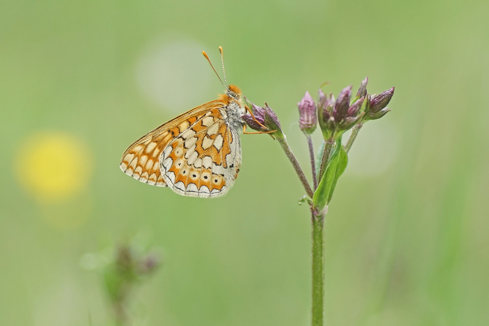 Goldener Scheckenfalter (Euphydryas aurinia)