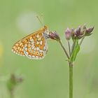 Goldener Scheckenfalter (Euphydryas aurinia)