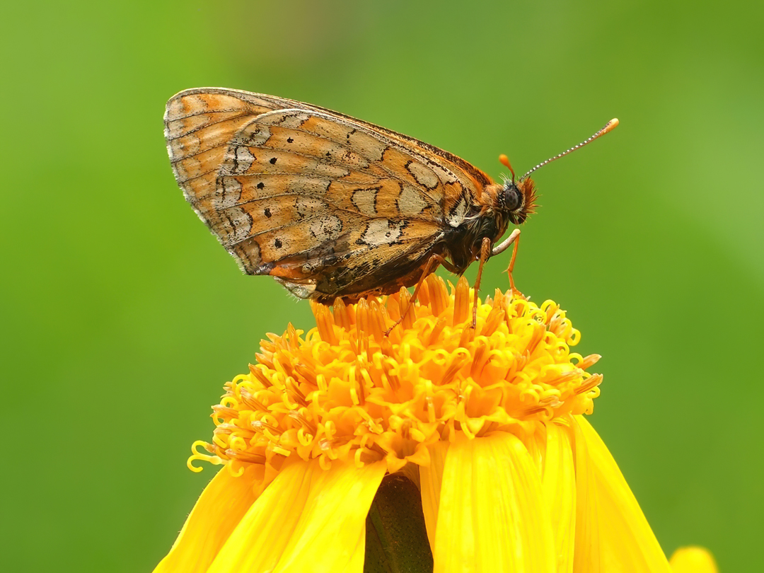 Goldener-Scheckenfalter (Euphydryas aurinia)