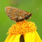 Goldener-Scheckenfalter (Euphydryas aurinia)