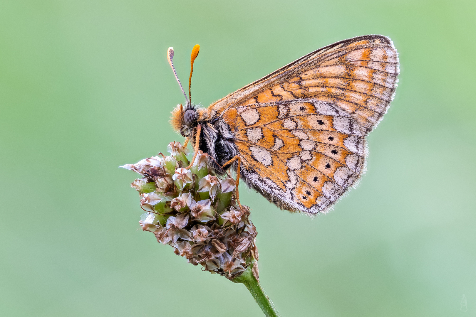 Goldener Scheckenfalter (Euphydryas aurinia)