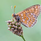 Goldener Scheckenfalter (Euphydryas aurinia)