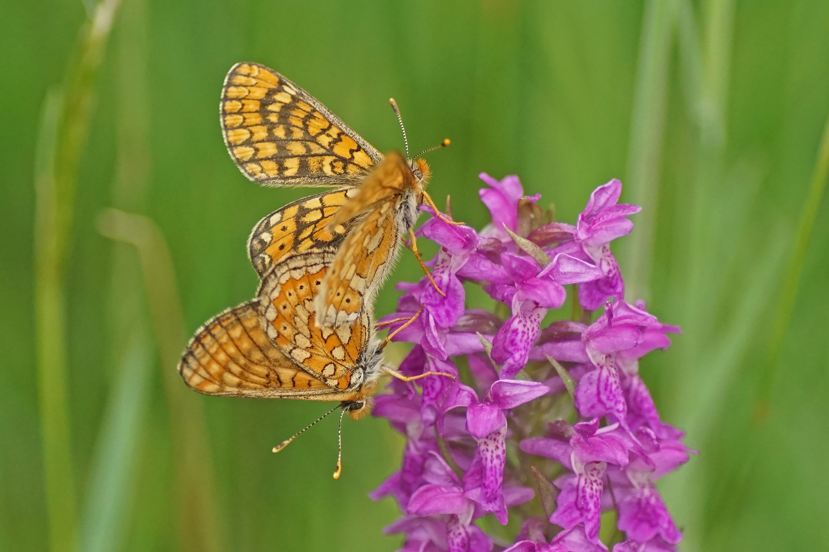 Goldener Scheckenfalter (Euphydryas aurinia)