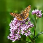 Goldener Scheckenfalter (Euphydryas aurinia) ??