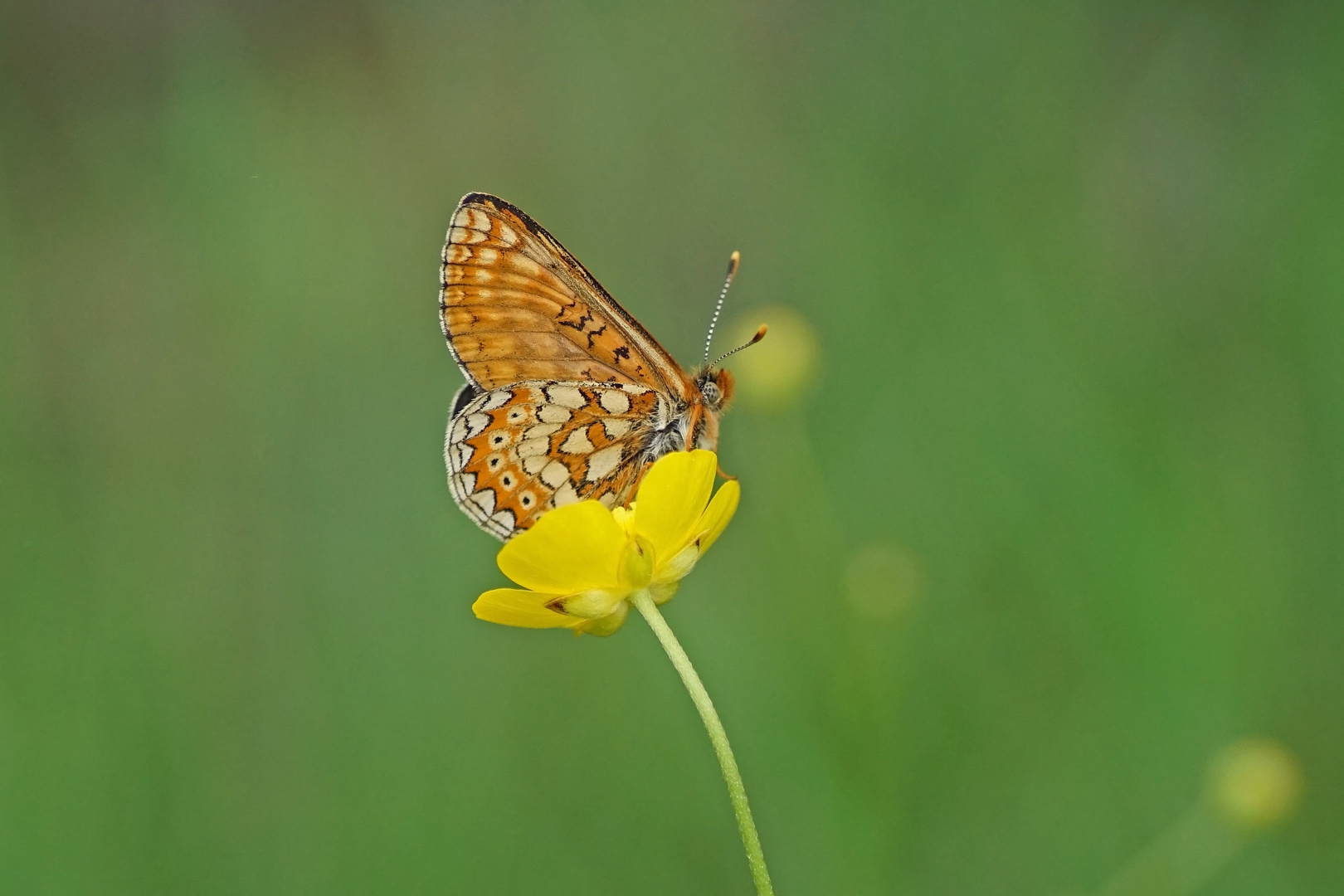 Goldener Scheckenfalter (Euphydryas aurinia)