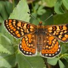 Goldener Scheckenfalter (Euphydryas aurinia)