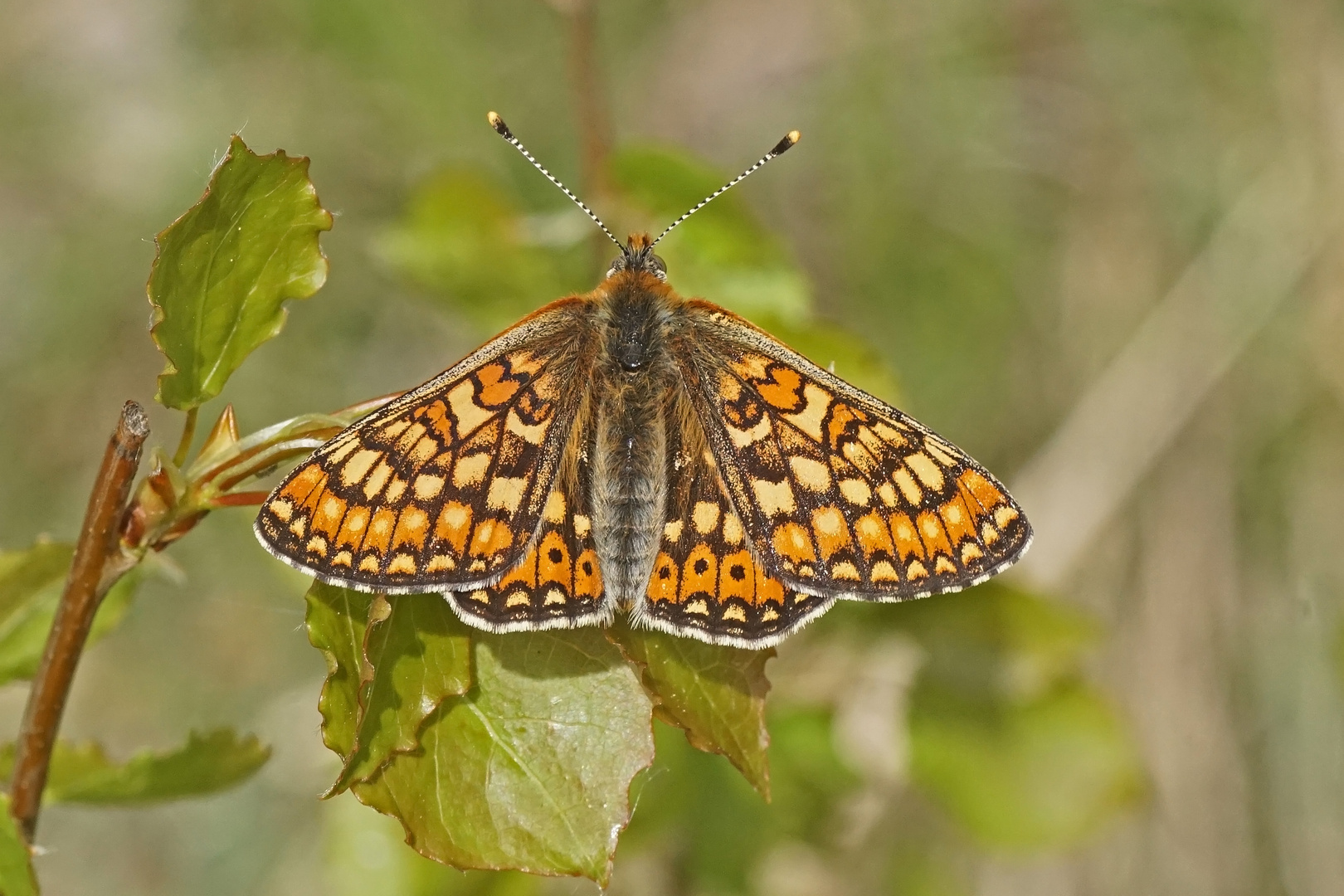 Goldener Scheckenfalter (Euphydryas aurinia)