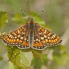 Goldener Scheckenfalter (Euphydryas aurinia)