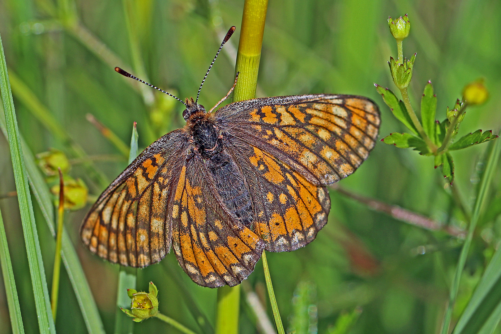 Goldener Scheckenfalter (Euphydryas aurinia)