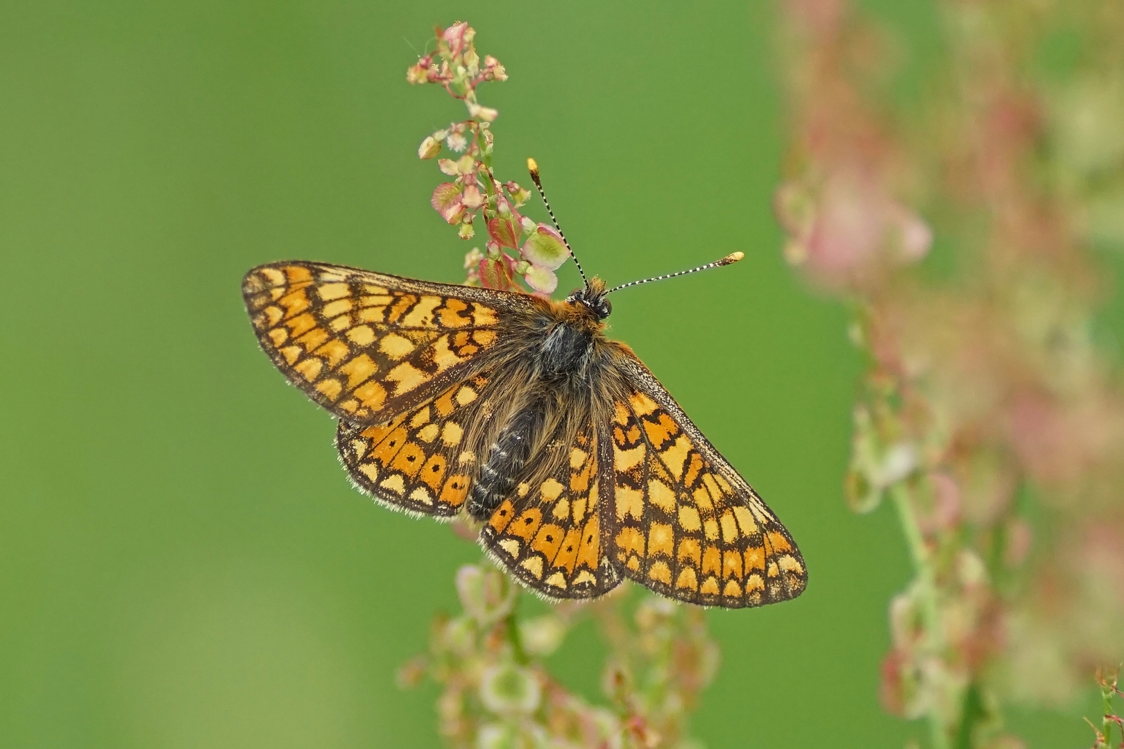 Goldener Scheckenfalter (Euphydryas aurinia)