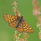 Goldener Scheckenfalter (Euphydryas aurinia)