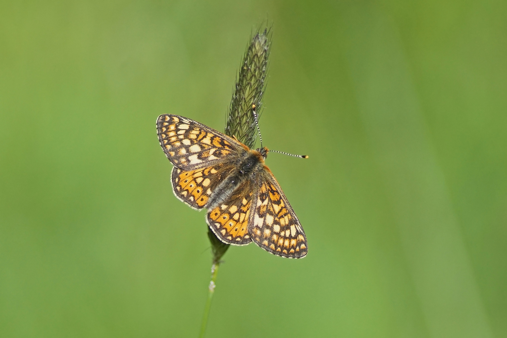 Goldener Scheckenfalter (Euphydryas aurinia)