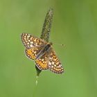 Goldener Scheckenfalter (Euphydryas aurinia)