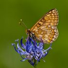 Goldener Scheckenfalter (Euphydryas aurinia)