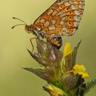 Goldener Scheckenfalter (Euphydryas aurinia)