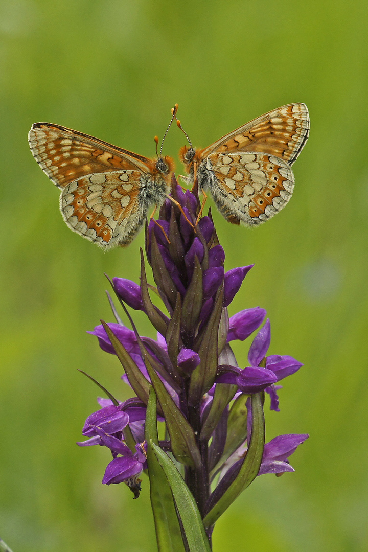 Goldener Scheckenfalter (Euphydryas aurinia)