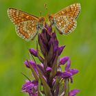 Goldener Scheckenfalter (Euphydryas aurinia)