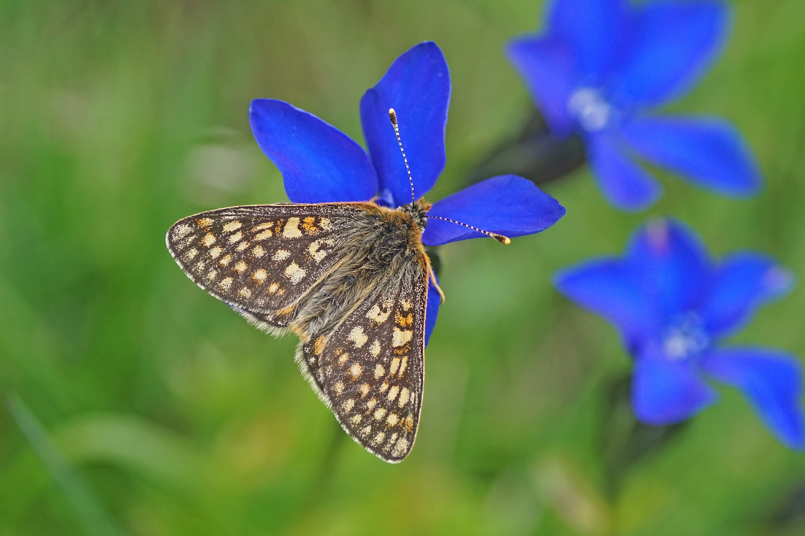 Goldener Scheckenfalter (Euphydryas aurinia debilis)