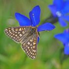 Goldener Scheckenfalter (Euphydryas aurinia debilis)