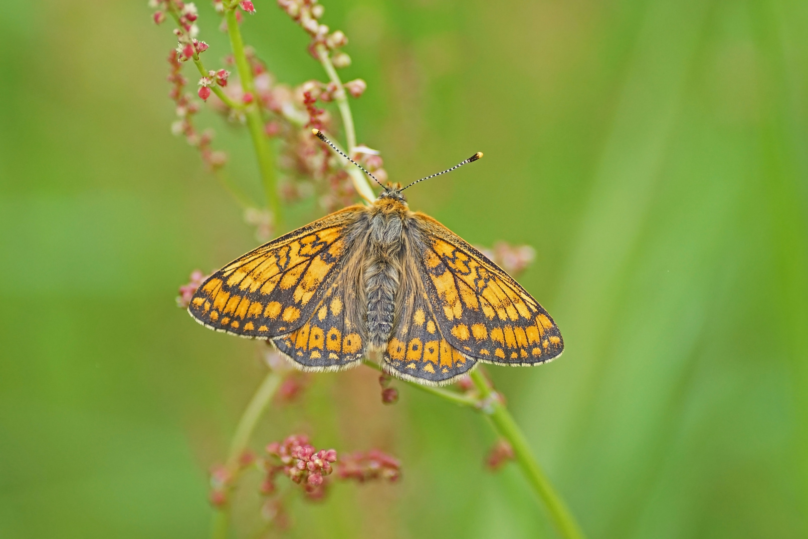 Goldener Scheckenfalter (Euphydryas aurinia), Männchen