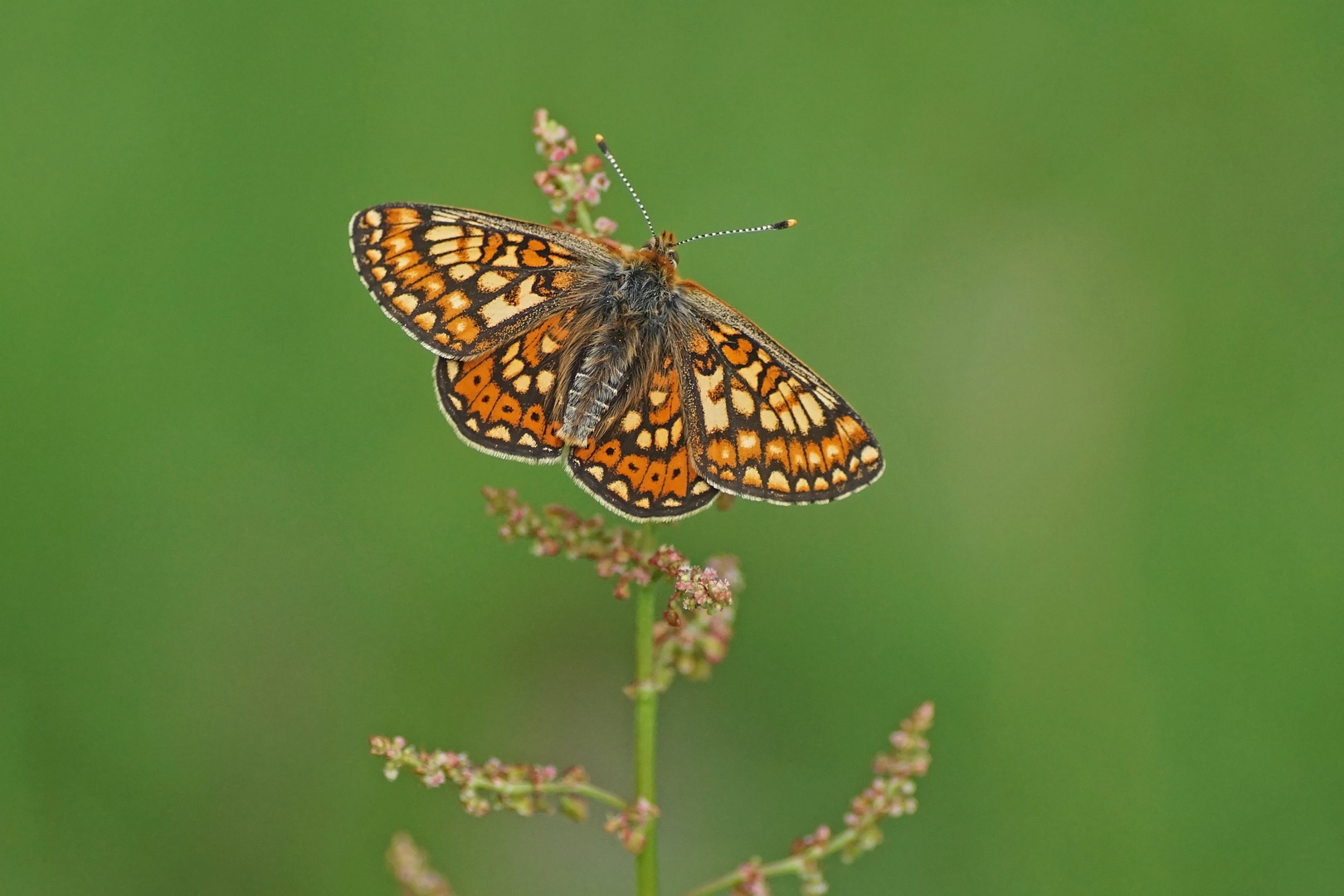 Goldener Scheckenfalter (Euphydryas aurinia), Männchen