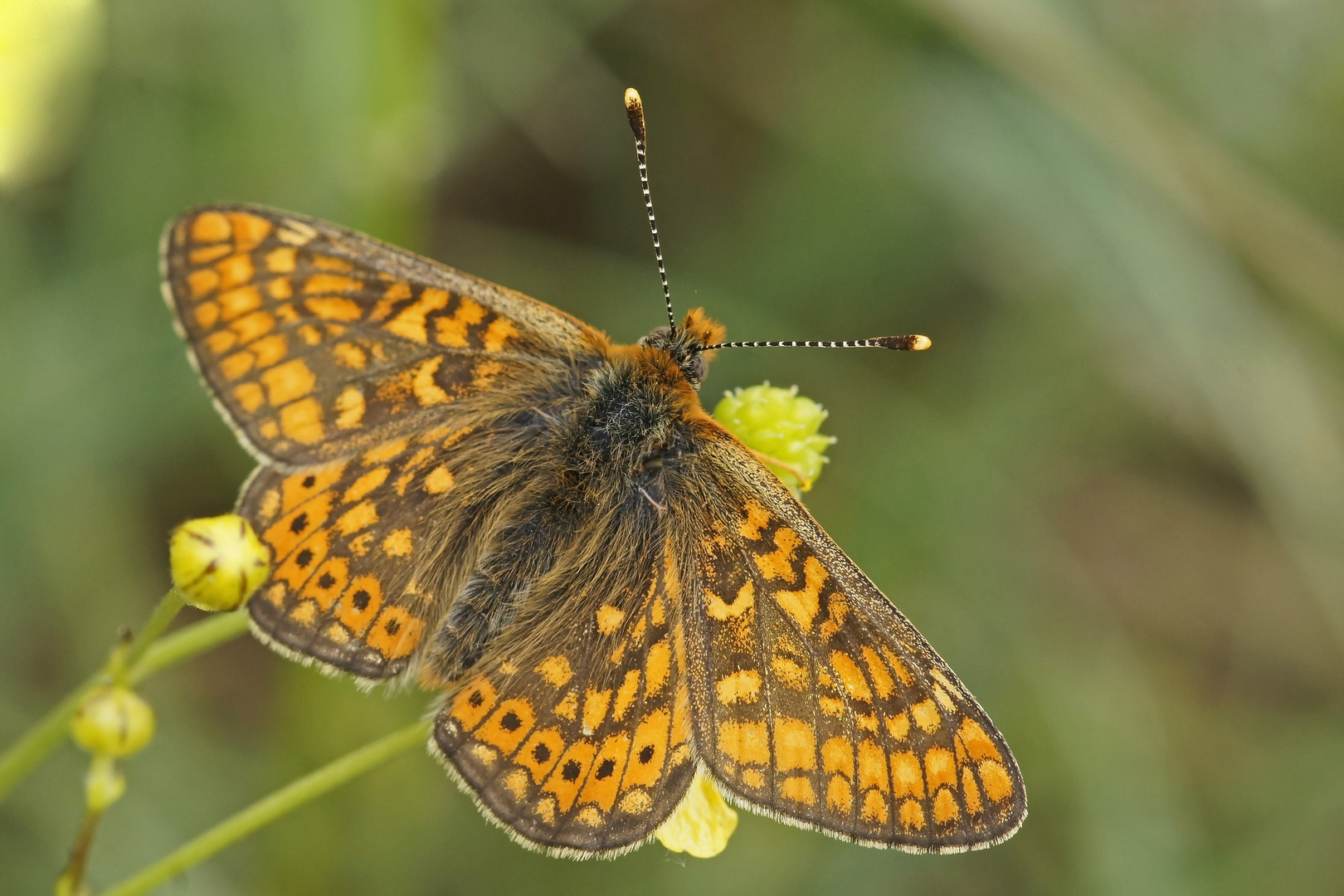 Goldener Scheckenfalter (Euphydryas aurinia), Männchen