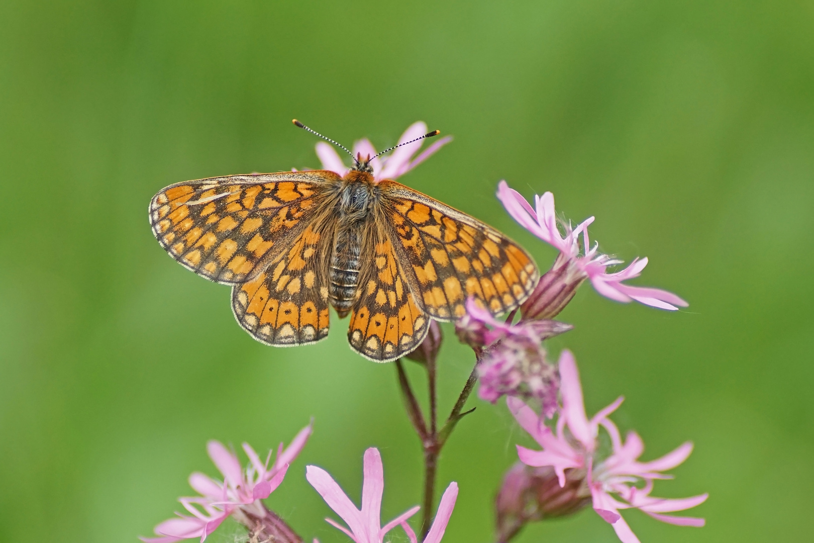 Goldener Scheckenfalter (Euphydryas aurinia), Weibchen